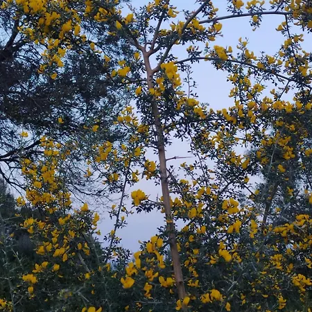 Iliopetra Agios Nikolaos (Zakynthos)