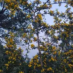 Iliopetra Агиос-Николаос