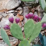 Iliopetra *